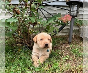 Labrador Retriever Puppy for sale in AUGUSTA, WI, USA