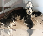 Small Photo #15 Siberian Husky Puppy For Sale in JACKSONVILLE, FL, USA
