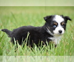 Small #1 Miniature Australian Shepherd