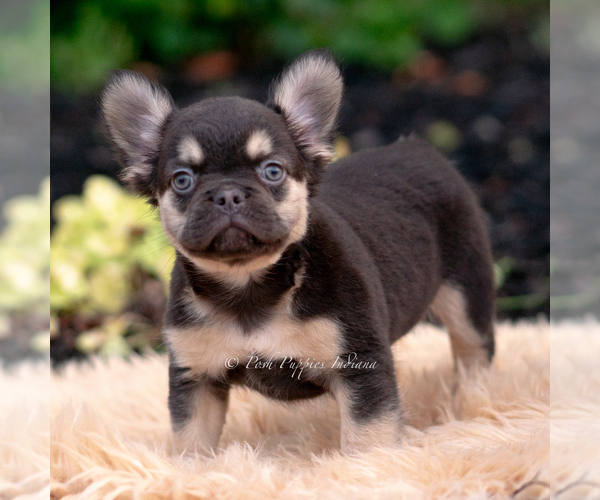 Medium Photo #2 French Bulldog Puppy For Sale in WARSAW, IN, USA