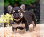 Small #1 French Bulldog