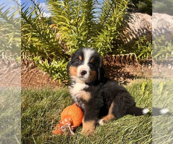 Medium Photo #4 Bernese Mountain Dog Puppy For Sale in MIDDLEBURY, IN, USA