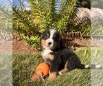 Small Photo #4 Bernese Mountain Dog Puppy For Sale in MIDDLEBURY, IN, USA