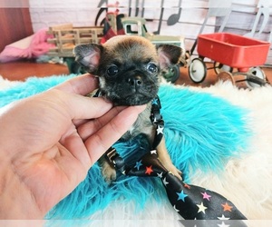 Chihuahua Puppy for sale in CARTHAGE, TX, USA
