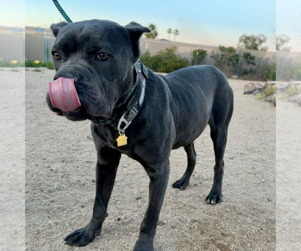 Medium Photo #1 Mutt Puppy For Sale in Goodyear, AZ, USA