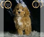 Small Photo #40 Maltipoo (Miniature) Puppy For Sale in WARSAW, IN, USA