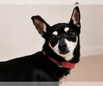 Small Chihuahua