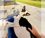 Small Photo #15 Mutt Puppy For Sale in Canton, CT, USA