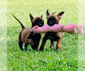 Belgian Malinois Puppy for sale in POPLARVILLE, MS, USA