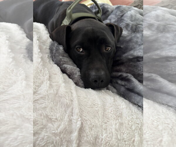 Medium Photo #7 American Pit Bull Terrier-Unknown Mix Puppy For Sale in Holly Springs, NC, USA