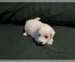 Puppy Athena Coton de Tulear