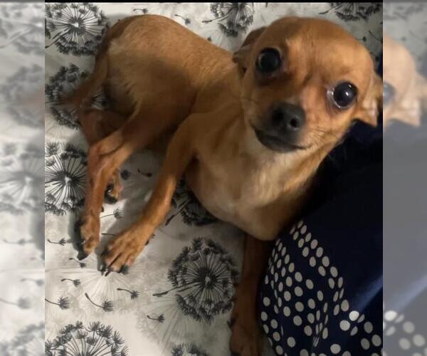 Medium Photo #1 Chihuahua Puppy For Sale in Sacramento, CA, USA