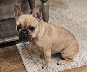 Mother of the French Bulldog puppies born on 08/22/2024
