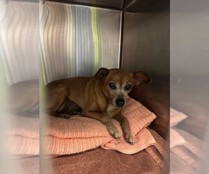 Chipin Dogs for adoption in Rancho Cucamonga, CA, USA