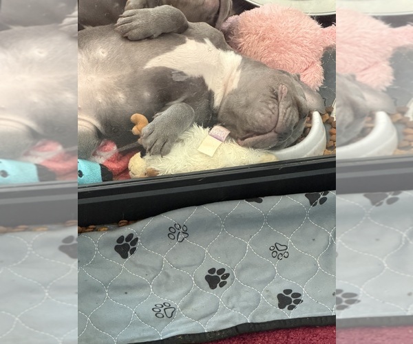 Medium Photo #30 French Bulldog Puppy For Sale in FOUNTAIN CITY, IN, USA