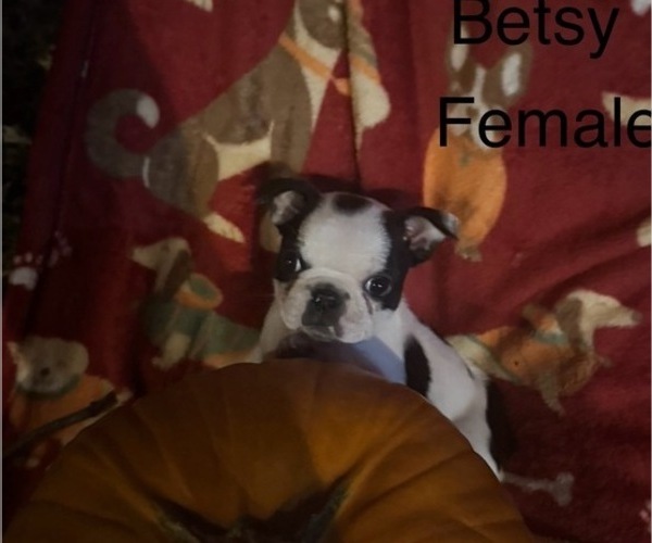 Medium Photo #2 Faux Frenchbo Bulldog Puppy For Sale in MOUNT ORAB, OH, USA