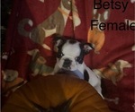 Small #1 Faux Frenchbo Bulldog