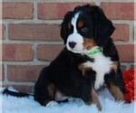 Small Photo #3 Bernese Mountain Dog Puppy For Sale in FREDERICKSBURG, OH, USA