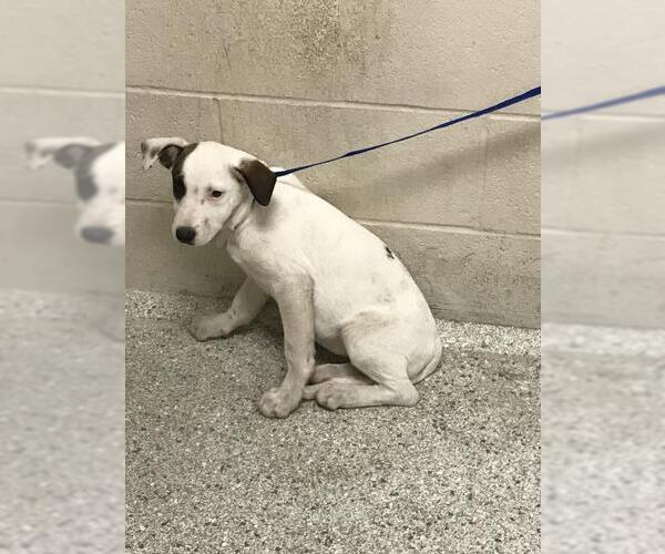 Medium Photo #1 Lab-Pointer Puppy For Sale in Conroe, TX, USA