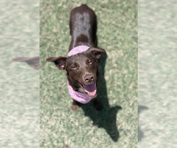 Medium Photo #3 - Mix Puppy For Sale in Dallas, TX, USA