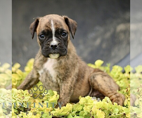 Medium Photo #4 Boxer Puppy For Sale in GORDONVILLE, PA, USA