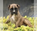 Small #3 Boxer