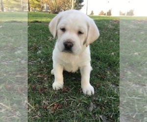 Labrador Retriever Puppy for sale in WARRENTON, MO, USA