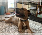 Small #9 American Staffordshire Terrier-Labrador Retriever Mix