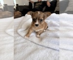 Puppy Alison Chihuahua
