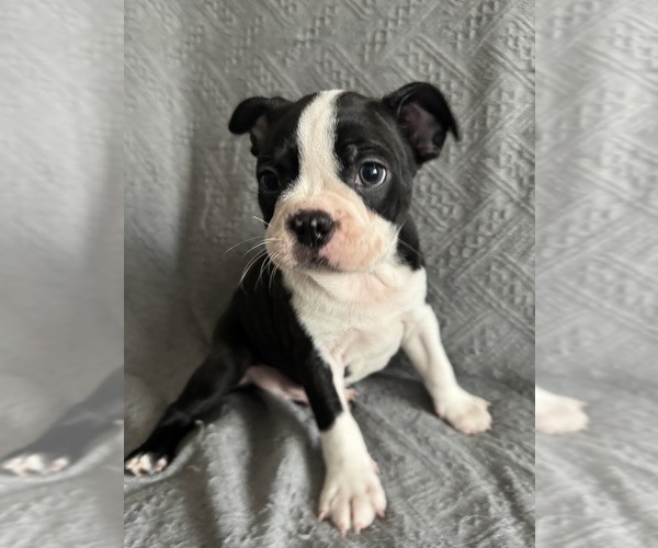 Medium Photo #4 Boston Terrier Puppy For Sale in BRIDGEWATER, NJ, USA