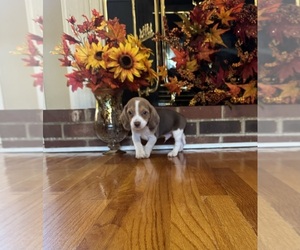 Beagle Puppy for Sale in WOODBRIDGE, Virginia USA