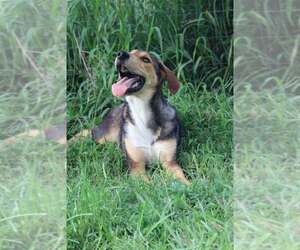Great Dane-Labrador Retriever Mix Dogs for adoption in garner, NC, USA