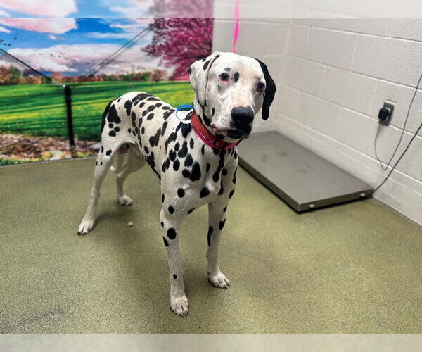 Medium Photo #1 Dalmatian-Unknown Mix Puppy For Sale in Moreno Valley, CA, USA