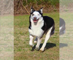 Gerberian Shepsky Dogs for adoption in Grovetown, GA, USA