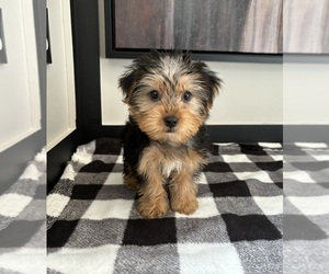 Yorkshire Terrier Puppy for sale in FRANKLIN, IN, USA
