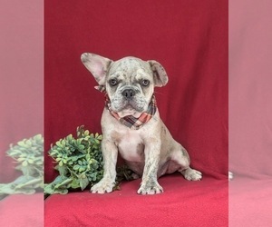 French Bulldog Puppy for sale in QUARRYVILLE, PA, USA