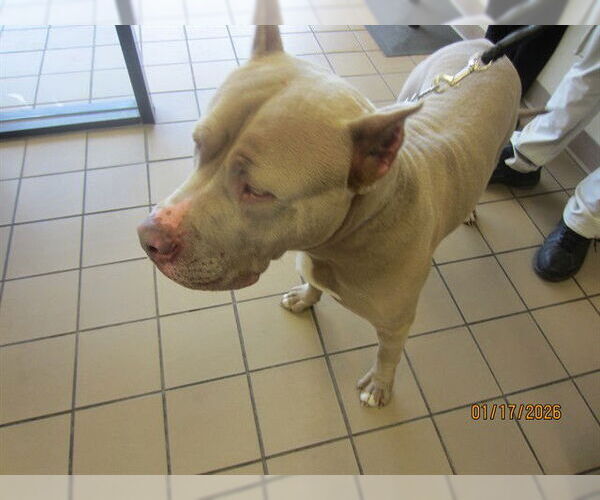 Medium Photo #1 Mastiff Puppy For Sale in Ocala, FL, USA