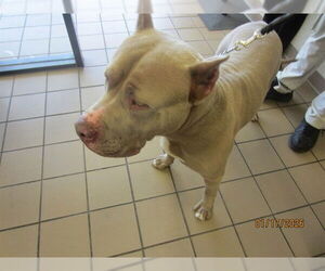 Mastiff Dogs for adoption in Ocala, FL, USA