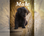 Puppy Puppy 2 Labrador Retriever