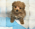 Image preview for Ad Listing. Nickname: Max