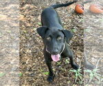 Small #3 Labrador Retriever Mix