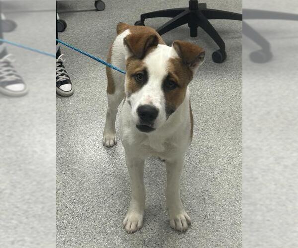 Medium Photo #1 Akita-Unknown Mix Puppy For Sale in Pasadena, TX, USA