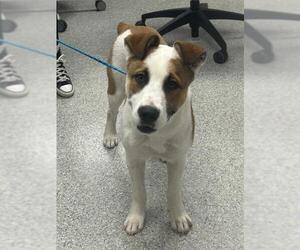 Akita-Unknown Mix Dogs for adoption in Pasadena, TX, USA