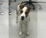 Small Akita Mix