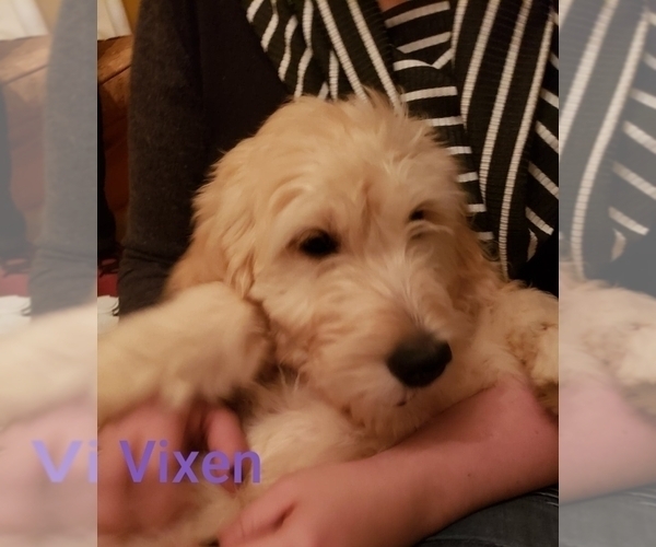 Medium Photo #6 Goldendoodle Puppy For Sale in EAST POINT, GA, USA