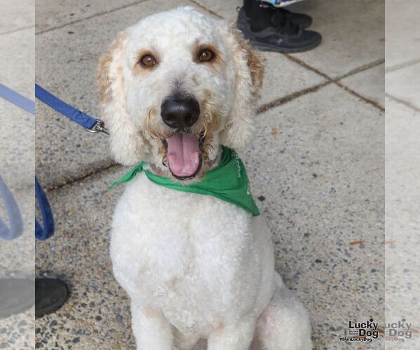 Medium Photo #5 Goldendoodle Puppy For Sale in Washington, DC, USA