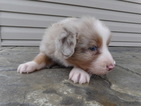 Small Photo #7 Australian Shepherd Puppy For Sale in ADAIRO, OH, USA