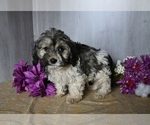 Small Photo #2 Zuchon Puppy For Sale in DRESDEN, OH, USA