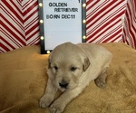 Small Photo #1 Golden Retriever Puppy For Sale in EDWARDSBURG, MI, USA
