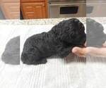 Small Photo #4 Goldendoodle Puppy For Sale in BROKEN BOW, OK, USA